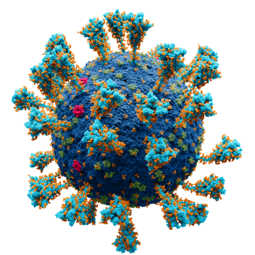 Coronavirus._SARS-CoV-2