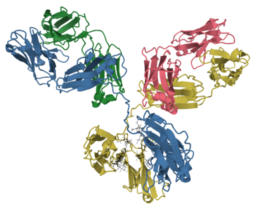 Antibody_IgG1_structure